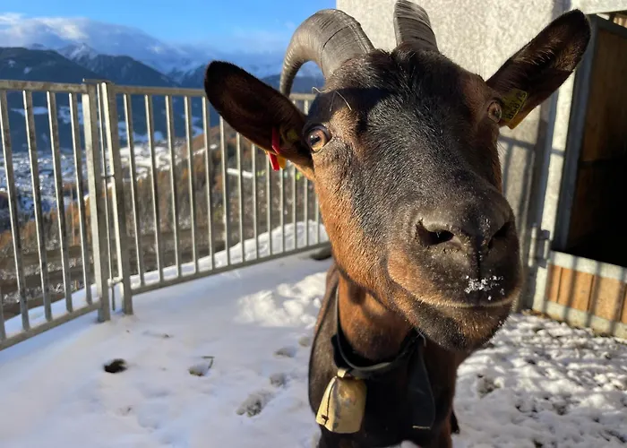 Schallerhof Sterzing - Deine Auszeit Mit Ausblick In Unseren Ferienwohnungen Auf Dem Bergbauernhof In Suedtirol