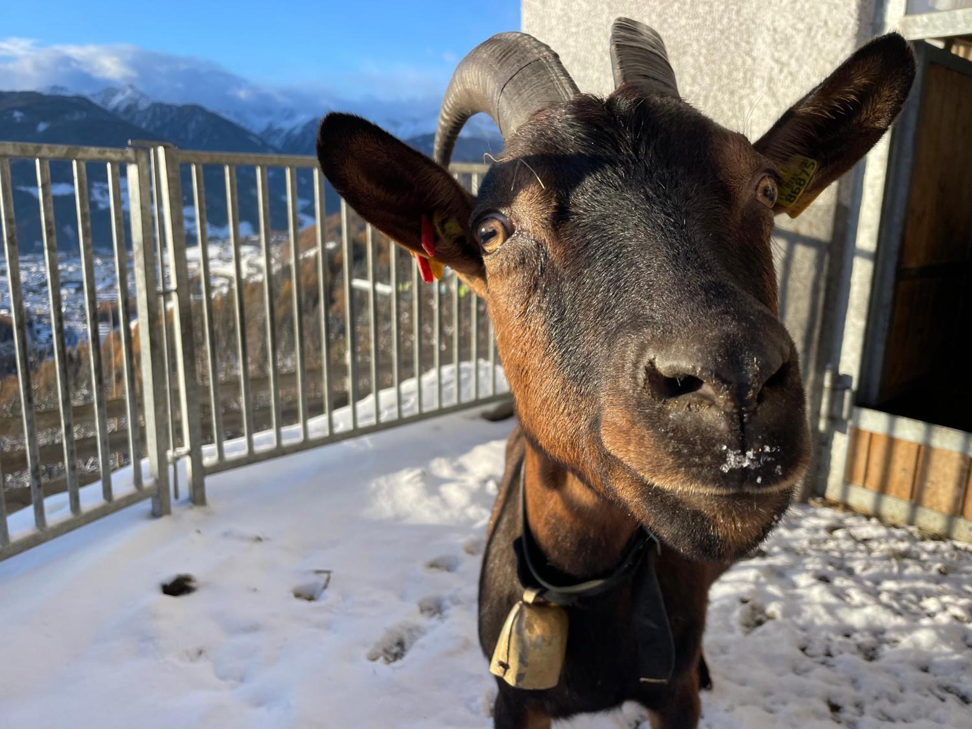 Schallerhof - Deine Auszeit Mit Ausblick In Unseren Auf Dem Bergbauernhof In Suedtirol Apartment Sterzing